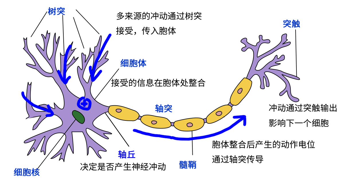 ../../_images/real_neuron.png